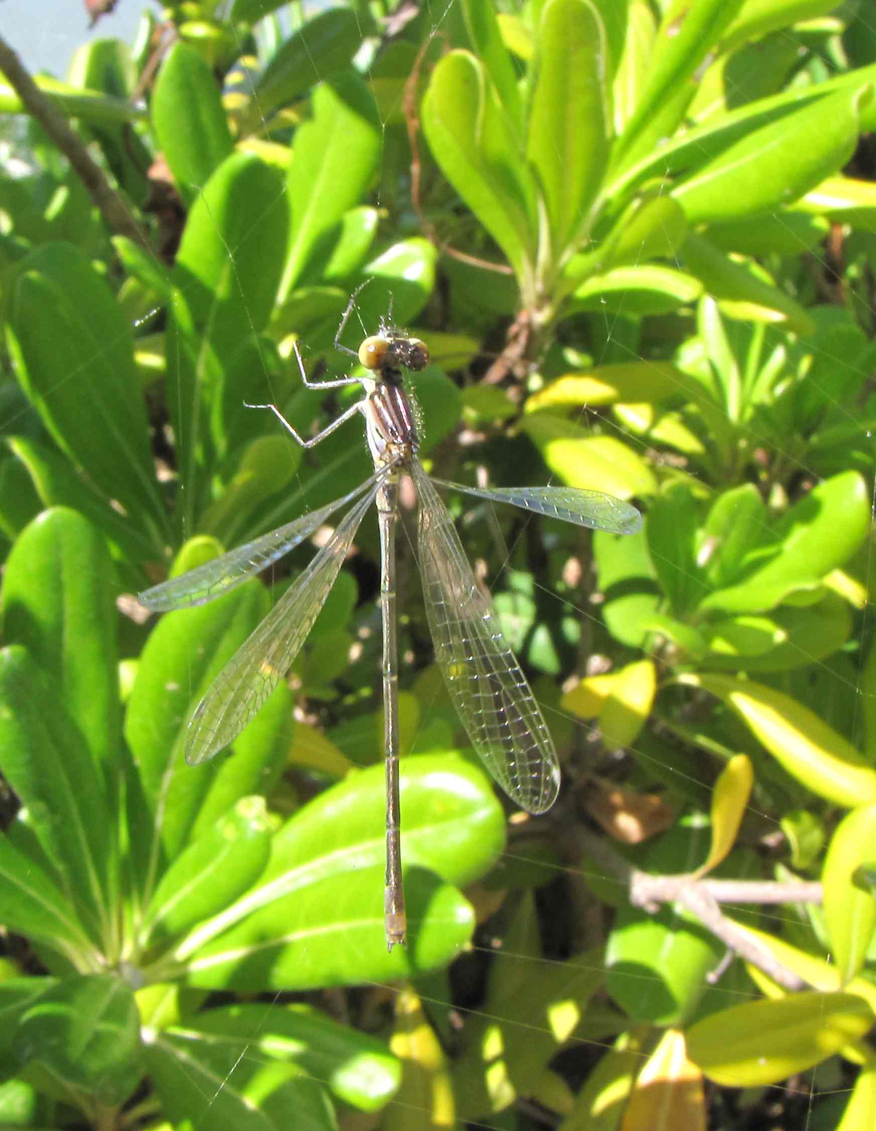 Ischnura, no, Erythromma viridulum